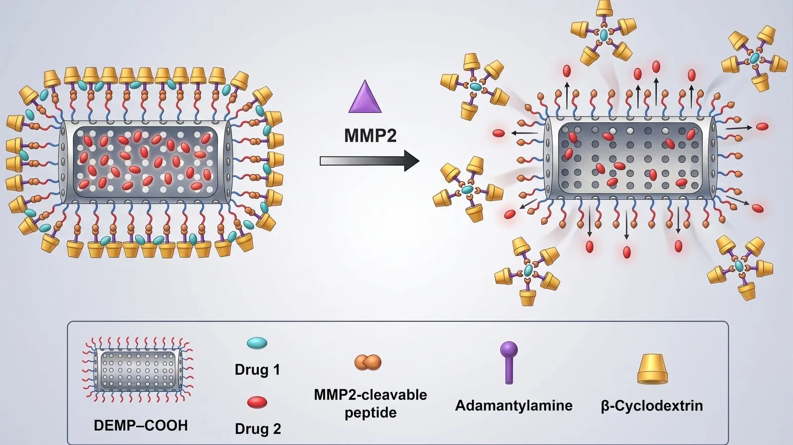 Polymeric nanoparticle whose MMP2-cleavable surface peptides release two drug payloads
