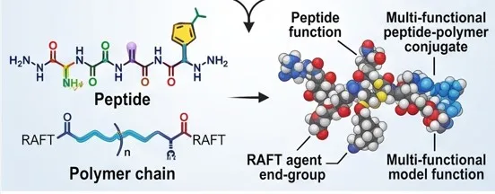 Peptide and polymer chain combining into a multi-functional conjugate